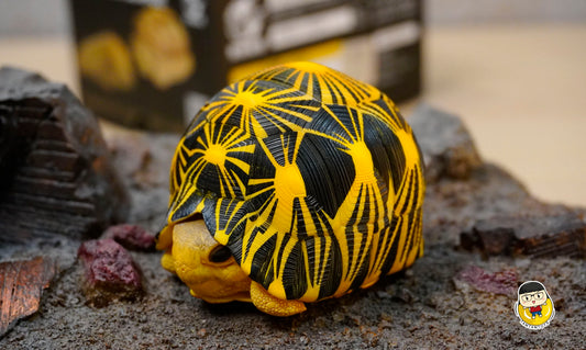 Animal Planet - turtles - Astrochelys radiata