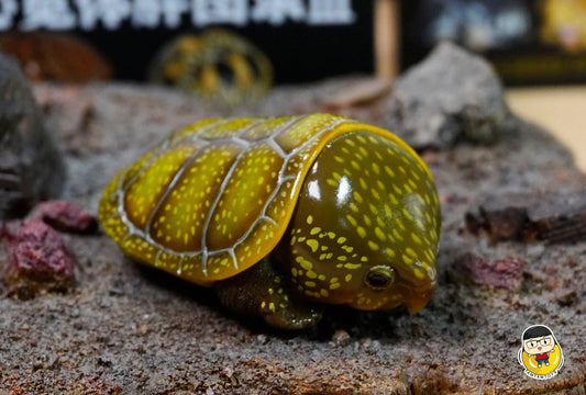 Animal Planet - turtles - Platysternon megacephalum GREEN