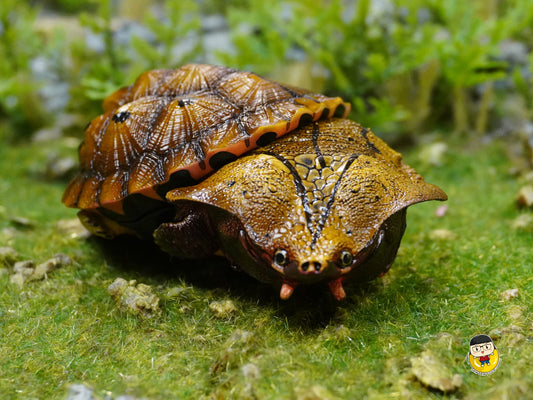 Laugh and grow fat - turtles - Chelus orinocensis