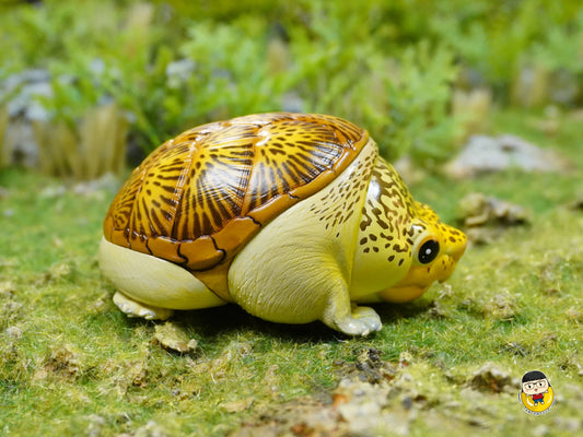 Laugh and grow fat - turtles - Claudius angustatus