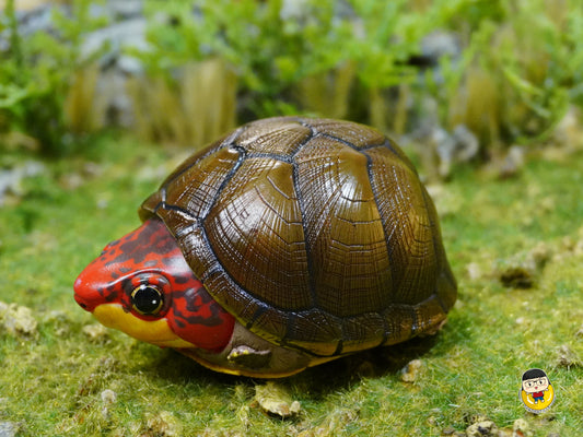 Laugh and grow fat - turtles - Kinosternon scorpioides cruentatum