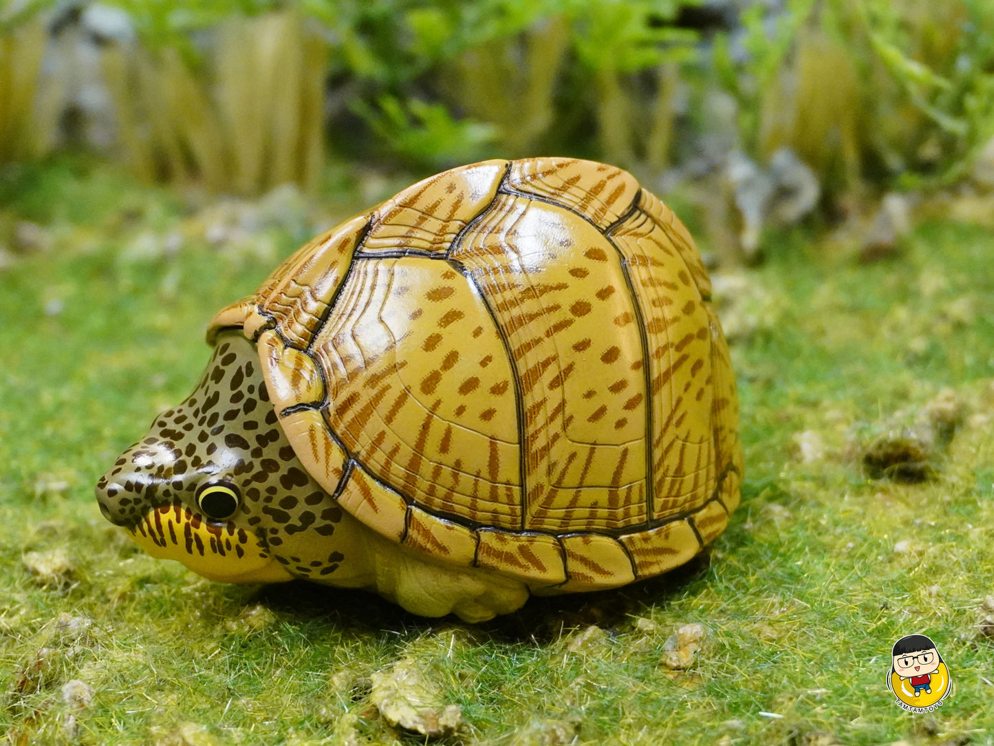 Laugh and grow fat - turtles - Sternotherus carinatus