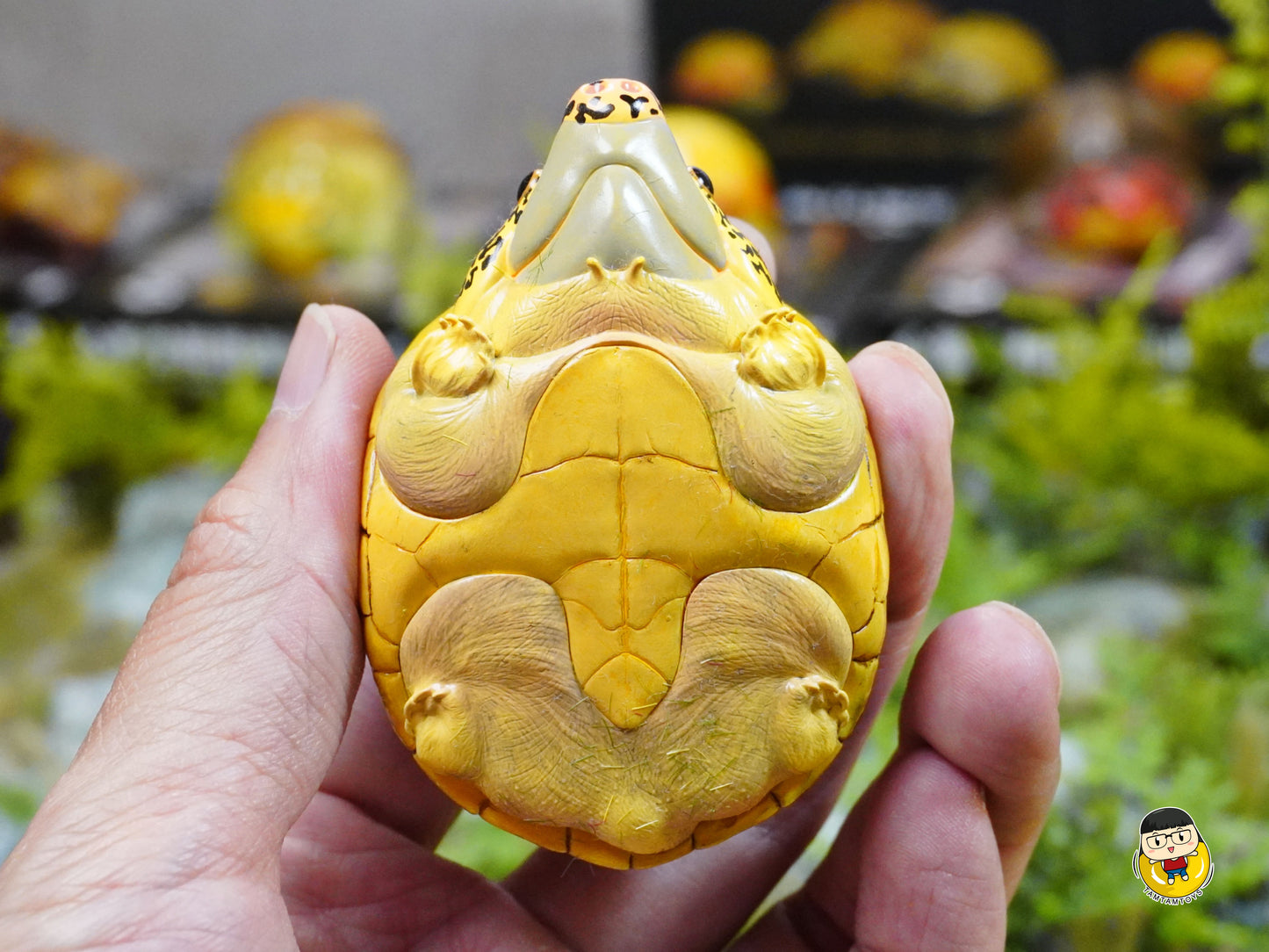 Laugh and grow fat - turtles - Staurotypus salvinii